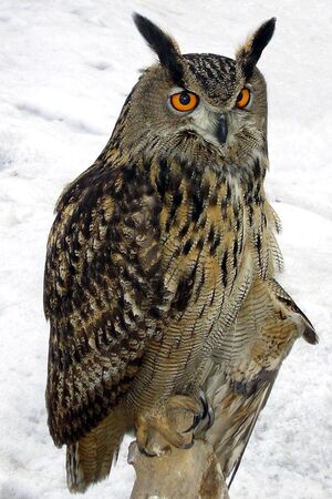 Hubro (Bubo bubo)