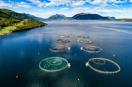 Laksemærder (Foto: Shutterstock)